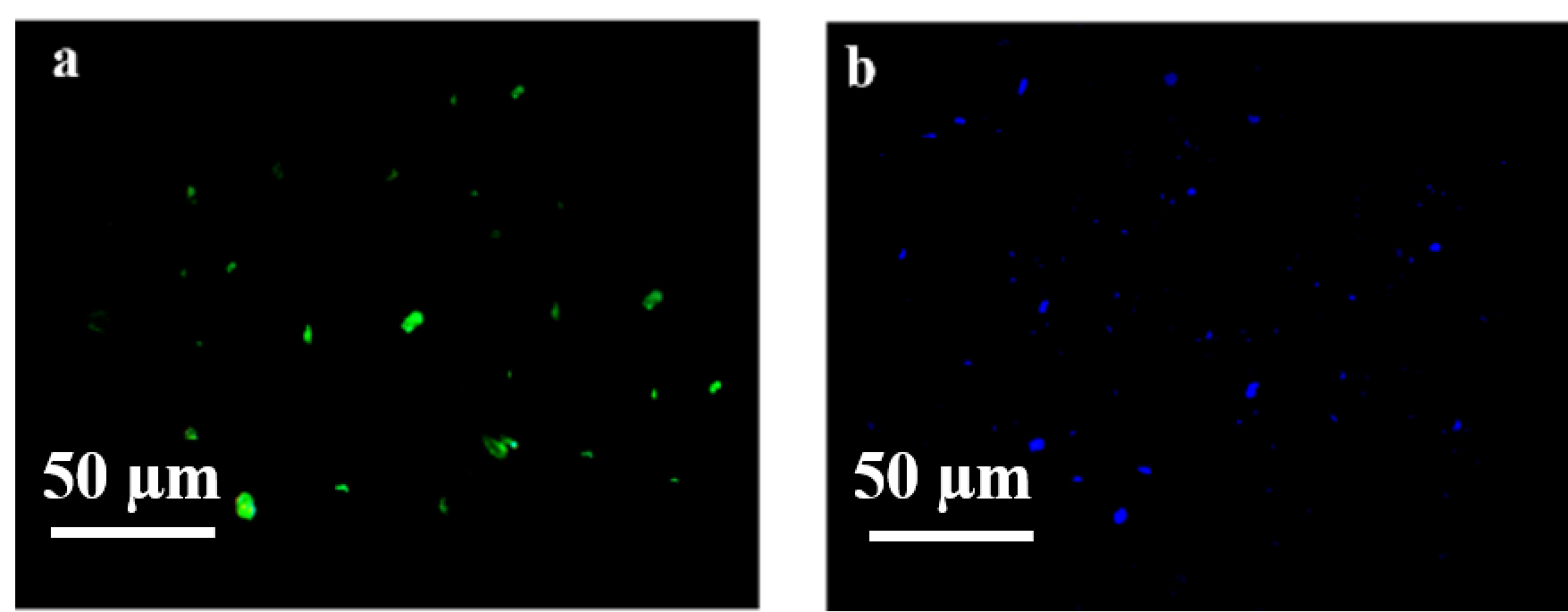 Figure 11. Fluorescence microscopy images of ZnO nanoparticle dispersed in PBS solution and the image was taken in a) green and b) blue filter.