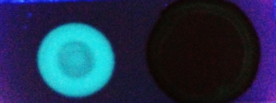 Figure 3. Fluorescence image (under 365 nm UV light) of a) ZnO nanoparticle adsorbed on a TLC plate and b) ZnO nanoparticle with a spot of PA solution.