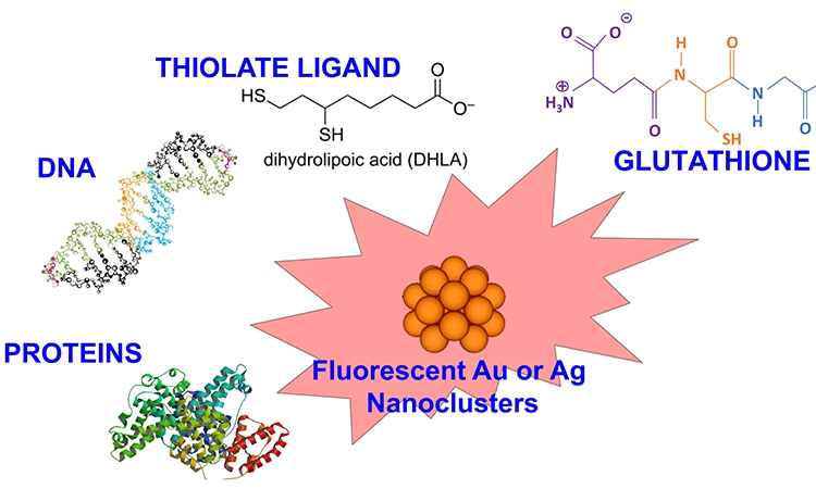 Atomically precise clusters of gold and silver: A new class of nonlinear optical nanomaterials