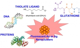 Atomically precise clusters of gold and silver: A new class of nonlinear optical nanomaterials