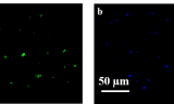 Fluorescent zinc oxide nanoparticles of Boswellia ovalifoliolata for selective detection of picric acid
